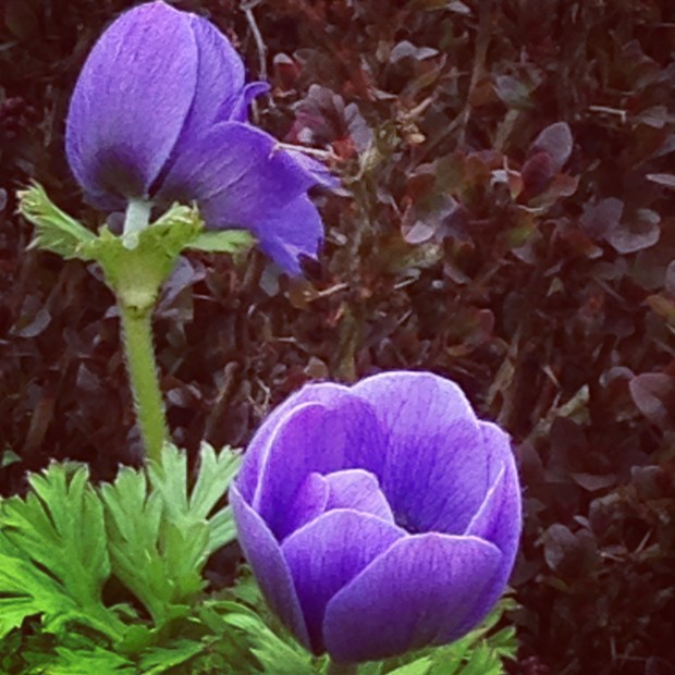 anemones