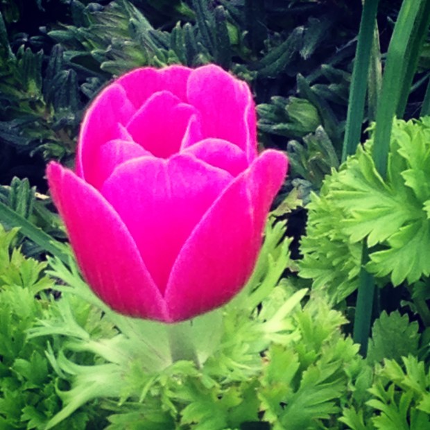 tulip