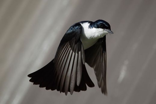 800px-Restless_flycatcher04